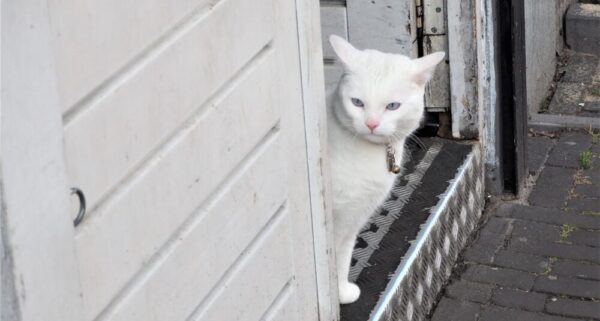 Poes met belletje